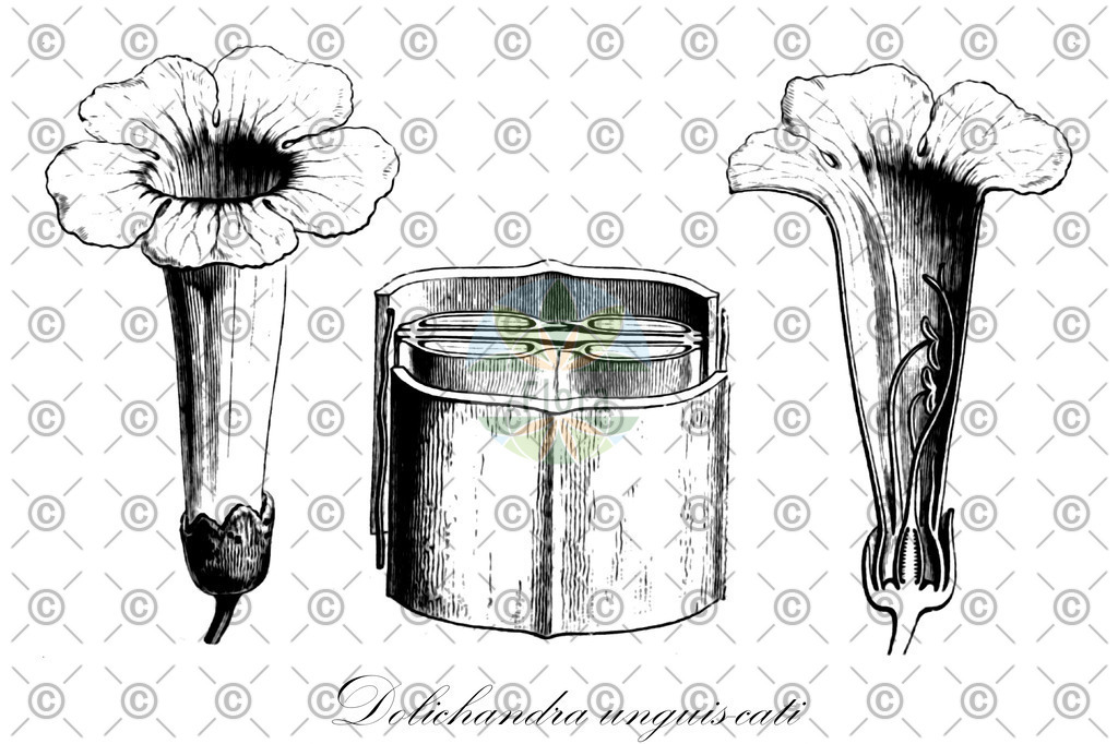 HistAbb_wfo-0000782248_1_ENZY_Simple | Historische Abbildung von Dolichandra unguis-cati - Bignoniaceae | Historical Illustration of Dolichandra unguis-cati - Bignoniaceae