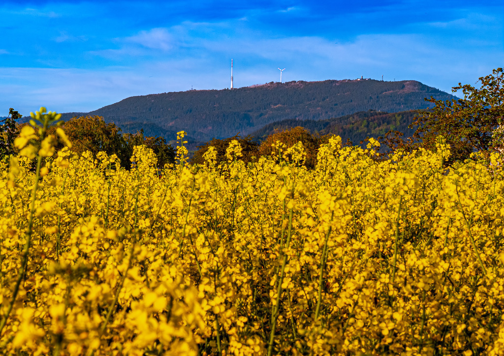 MPI_Blüten_0035 | Blühendes Rapsfeld bei Nussbach mit Hornisgrinde im Hintergrund - Realisiert mit Pictrs.com