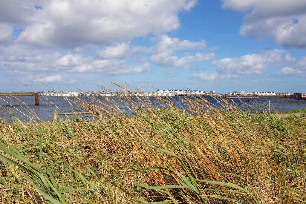 Wandbild: Strandhafer an der Promenade in Olpenitz | Dieses Wandbild im Querformat zeigt Strandhafer an der Promenade in Olpenitz. In der Ferne kann man die Ferienwohnungen am Meer erahnen.  - Realisiert mit Pictrs.com