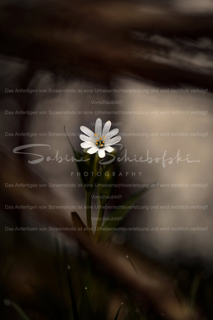 Wandbild Sternmiere | People- und Tierfotografie, Imageaufnahmen, Veranstaltungsfotografie und Wandbilder aus der Natur ★ Made in Germany ✔️ Druck + Downloads ✔️ Naturfotografie in Top Qualität ★ schneller Versand, weltweite Lieferung! - Realisiert mit Pictrs.com