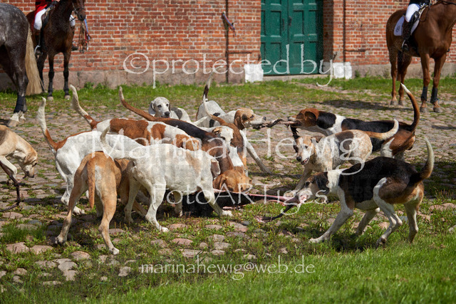 _MCH8568_Marina Hewig | Fotografie, FotoArt, PferdesportArt, Pferdesportfotografie, Landschaftsfotografie, Reisefotografie, Reise, Pferde - Realisiert mit Pictrs.com