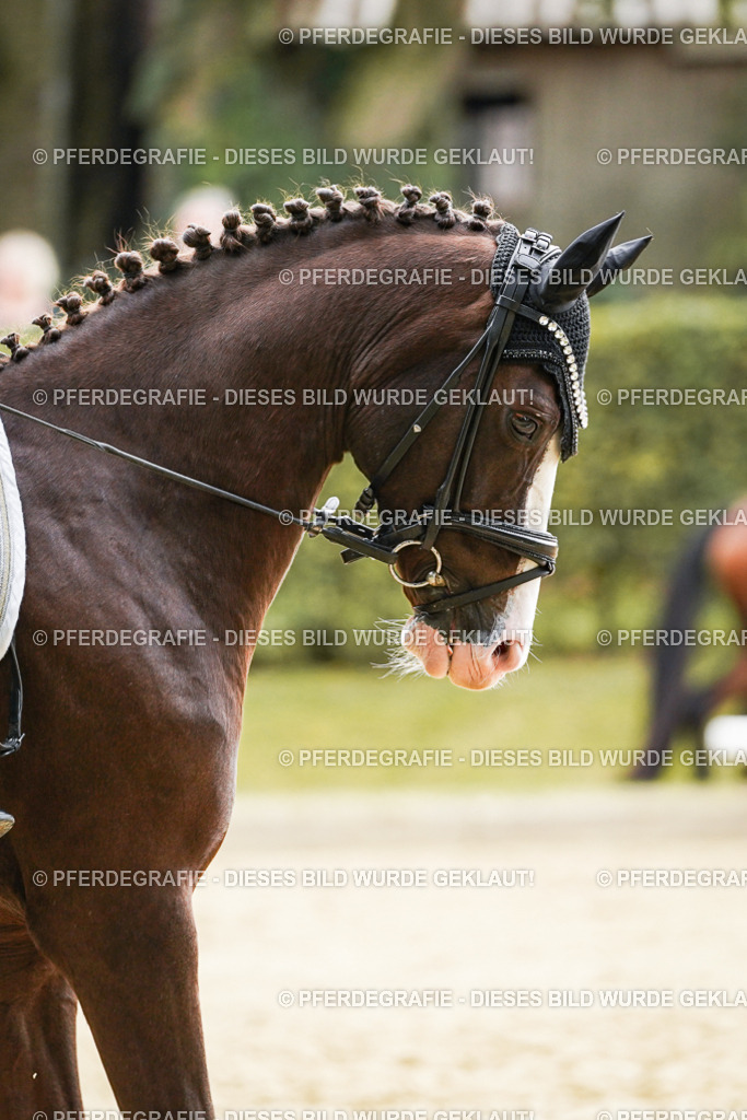 DSC00727 | Pferdegrafie