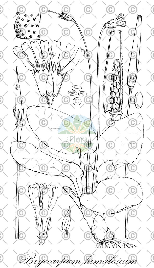 HistAbb_wfo-0001146788_1_ENZY_Simple | Historische Abbildung von Bryocarpum himalaicum - Primulaceae | Historical Illustration of Bryocarpum himalaicum - Primulaceae