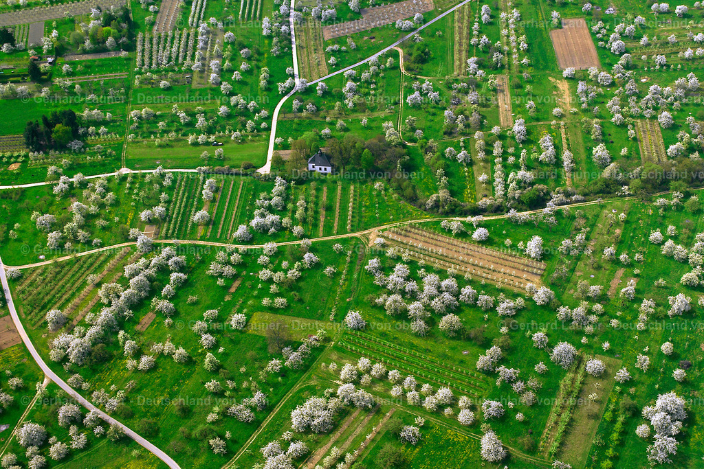 2410004 | blühende Obstbäume im Wetteraukreis