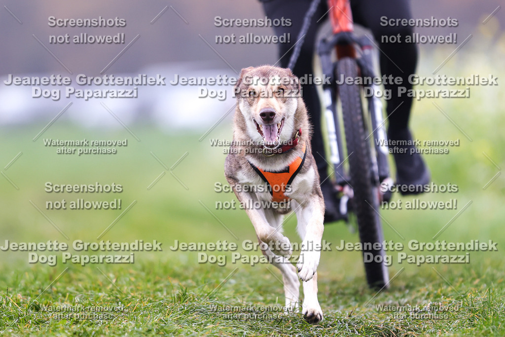 Dog Paparazzi - Visbeck 25 -173 | Dog Paparazzi Jeanette Grottendiek Fotografie & Videografie - Realisiert mit Pictrs.com