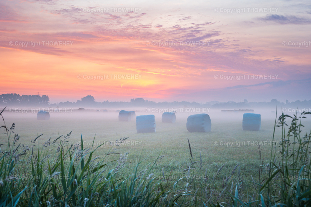 _1038623 | thowehey - Realisiert mit Pictrs.com