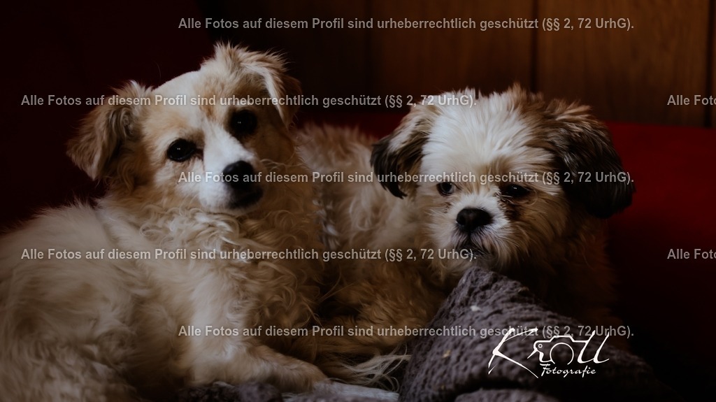 Photo_1733000318447 | krollfotografie - Realisiert mit Pictrs.com