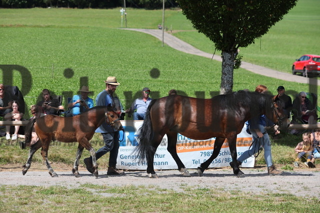 Fohlenprämierung_Sankt-Märgen_2024_KN_44_Rubinio (5) | Alle Fotos der Reiterjournal Fotografin Doris Matthaes im Reiterjournal Online-Fotoshop. - Realisiert mit Pictrs.com