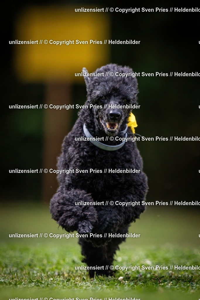 Sven Pries | 19. Allgemeines Hunderennen Karlsruhe Durlach - Realisiert mit Pictrs.com