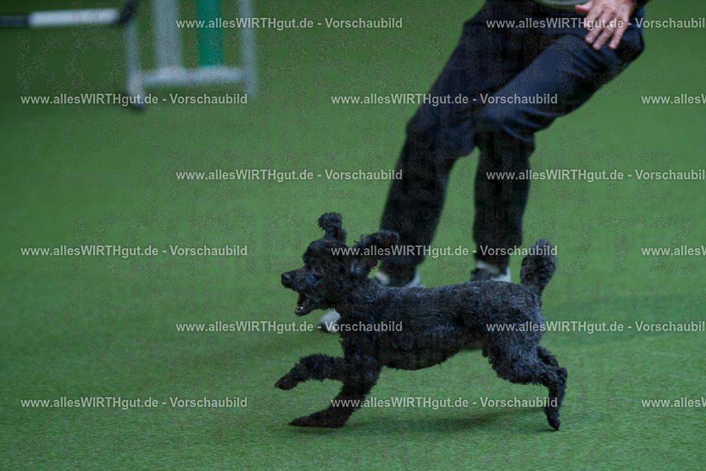 @allesWIRTHgut_Tierfotografie - www.allesWIRTHgut.de - 2604261332-7R502111 | Professionelle Tierfotografie in Mönchengladbach von Daniel Wirth (allesWIRTHgut). Liebevolle & natürliche Bilder von Hunden & Katzen für unvergessliche Erinnerungen.