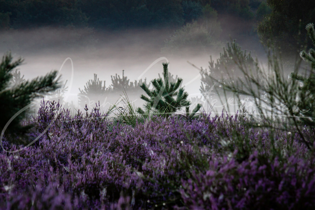 IMG_7393 | Landschaftsaufnahmen aus Deutschland. Sonne, Wasser, Wind und Wahrzeichen - Realisiert mit Pictrs.com