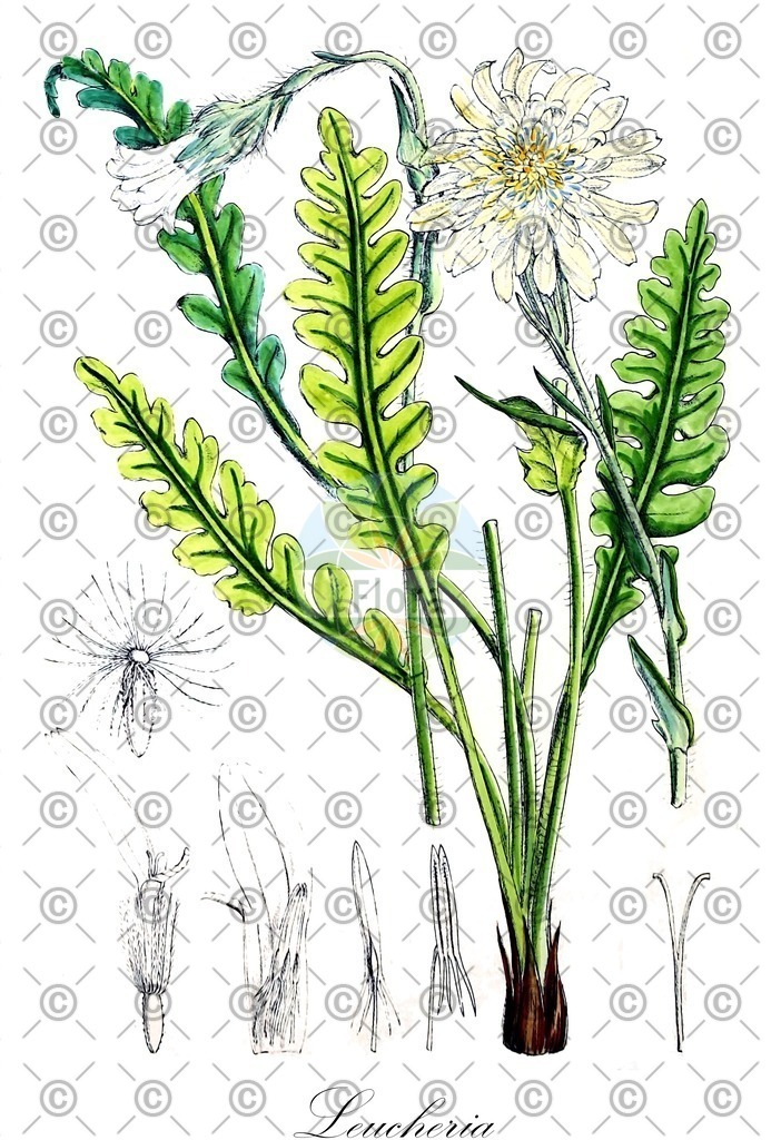 HistAbb_wfo-0001289425_2_ENZY_Simple | Historische Abbildung von Leucheria - Asteraceae | Historical Illustration of Leucheria - Asteraceae