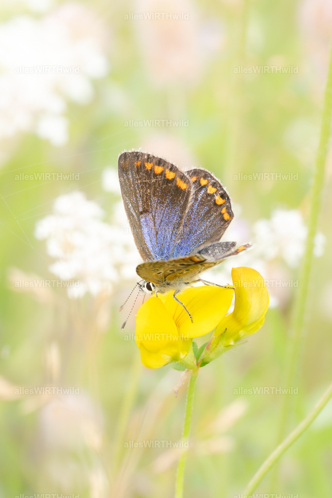 FAY09890 | Entdecke die faszinierende Welt der Natur- und Wildlife-Fotografie von Daniel und Bärbel. Inspirierende Bilder von wilden Tieren und kleinen Naturwundern.