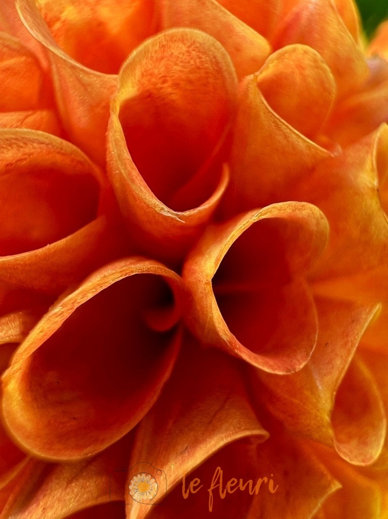 Dahlie von nahem | Dies ist der Shop von Florian Blum - le fleuri. Langenthal, Bern, SchweizSie können hier meine oder ihre eigenen Fotos als Fotoprodukte kaufen. Tassen, Schlüsselanhänger, Taschen etc. können Sie hier gestalten.  - Realisiert mit Pictrs.com