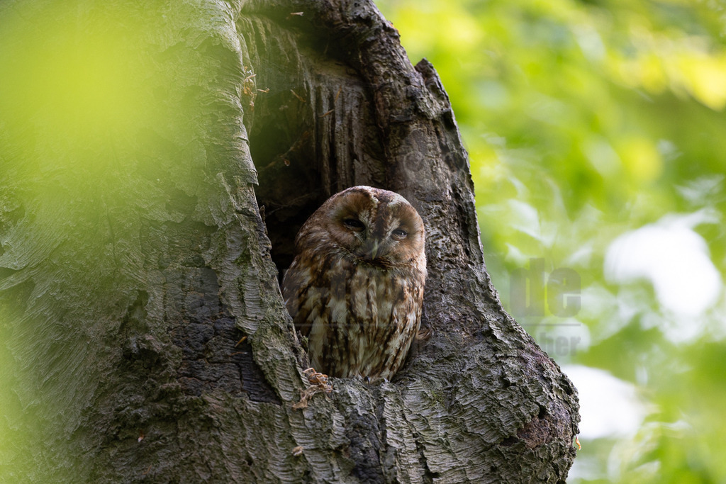 R5NF8874-20230517 | Ein Waldkauz (Strix aluco) sitzt tagsüber in einer dunklen Baumhöhle, die von der rauen Rinde eines Baumes gebildet wird. Sein braun-weiß gemustertes Gefieder ist deutlich sichtbar, und seine Augen sind leicht geschlossen, was auf Ruhe oder Dösen hindeutet. Im unscharfen Hintergrund ist hellgrünes Laub zu erkennen, das auf eine Waldumgebung hinweist. Es ist keine spezifische Interaktion zu erkennen, außer dass der Kauz in seinem natürlichen Unterschlupf ruht. - Realisiert mit Pictrs.com