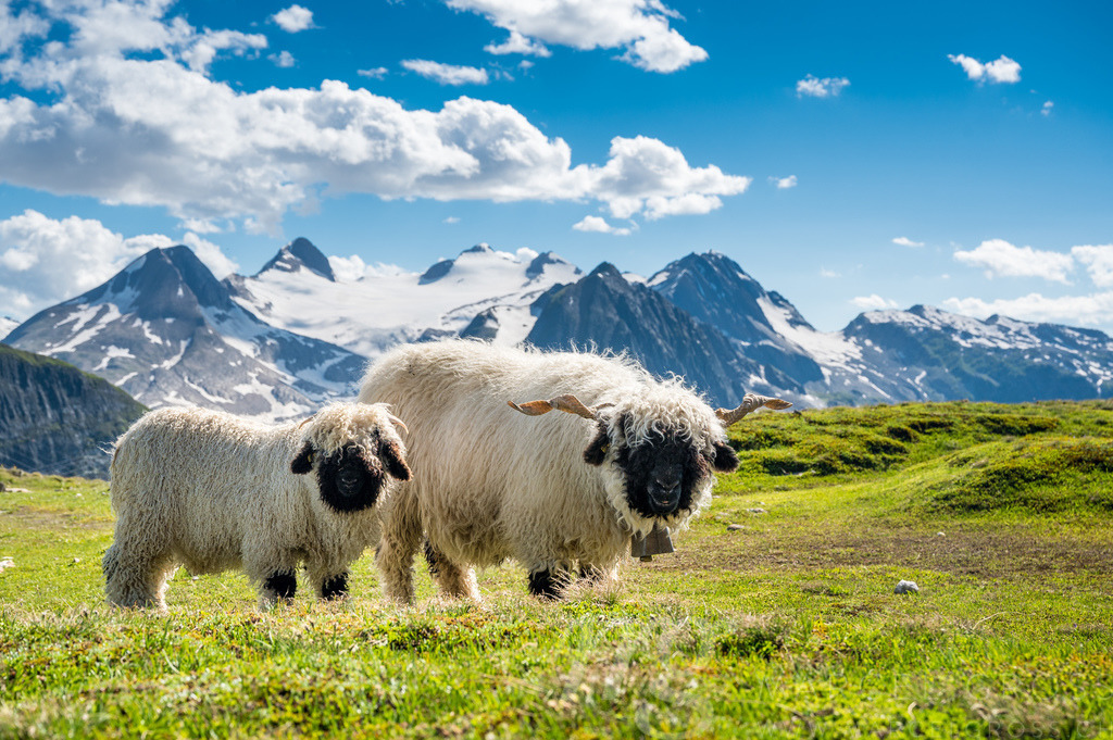 Valais Blacknose sheep on Nufenenpass in the Valais Alps | Die ideale Geschenkidee für Naturliebhaber. Naturbilder von Marcel Gross Photography für ihr Zuhause in den verschiedensten Formaten und Materialien. - Realisiert mit Pictrs.com