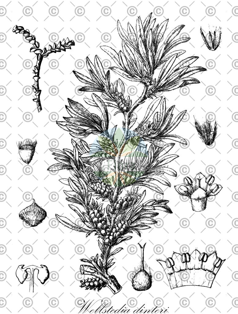 HistAbb_wfo-0000607480_1_ENZY_Simple | Historische Abbildung von Wellstedia dinteri - Boraginaceae | Historical Illustration of Wellstedia dinteri - Boraginaceae