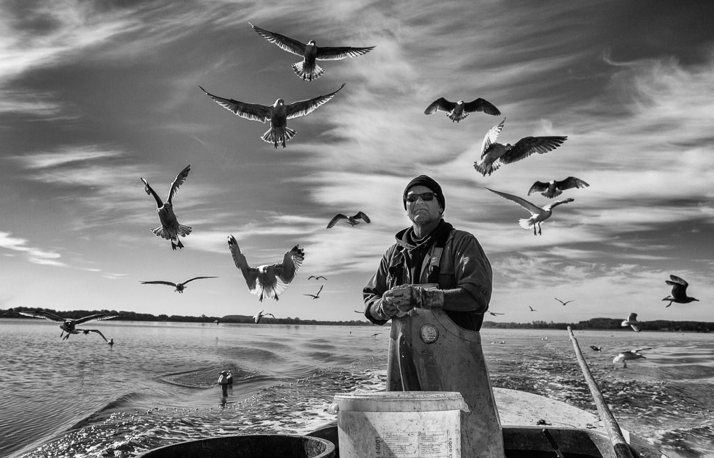 fischer-2020-076 | Matthias Nanz aus Schleswig ist einer der letzten Berufsfischer an der Schlei. Bei seinen Fangfahrten - hier Ende April auf der Großen Breite der Schlei - sind hungrige Möwen häufige Begleiter, immer in der Hoffnung auf Fischabfälle wie in diesem Fall Innereien ausgenommener Heringe. - Realisiert mit Pictrs.com