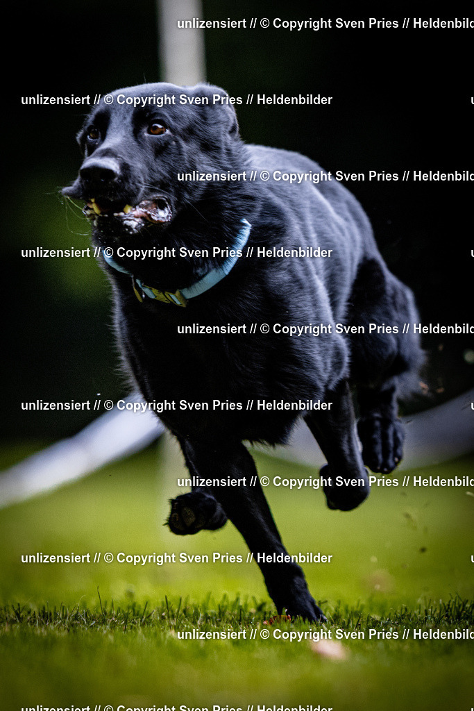 Sven Pries | 2025-10-03 - Hunderennen Obergrombach - Realisiert mit Pictrs.com
