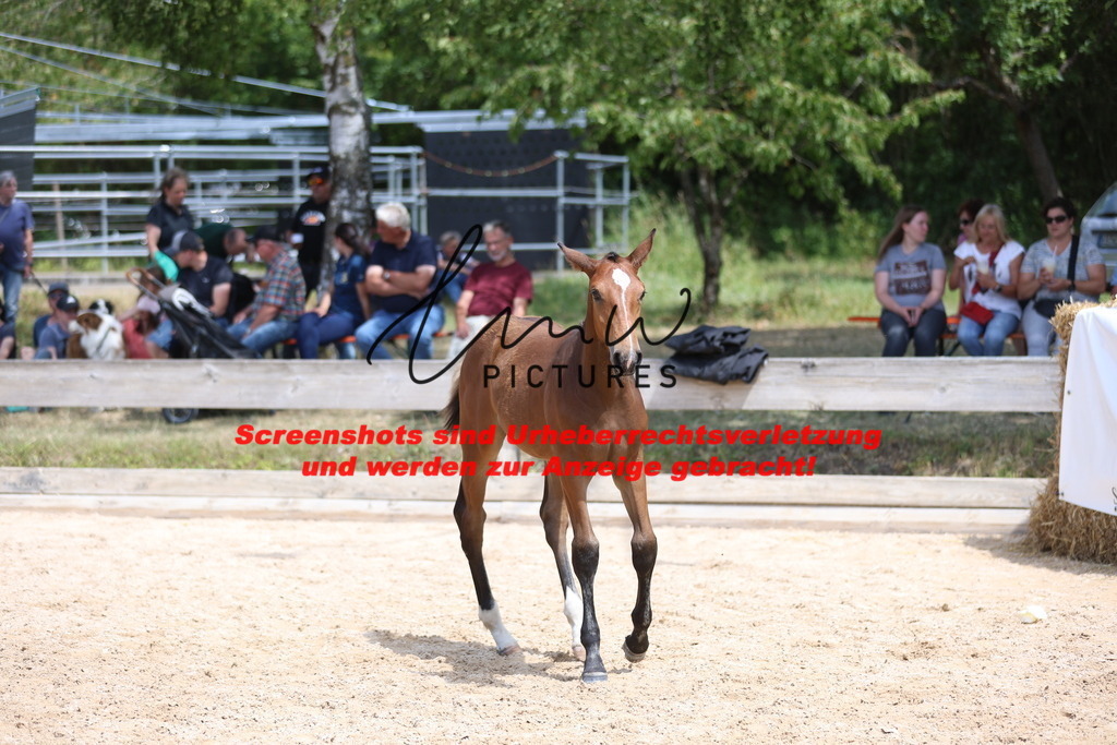 Fohlenschau_Schwäbisch_Hall_springbetonte_Fohlen_KN 39_16 | lmwpictures - Realisiert mit Pictrs.com