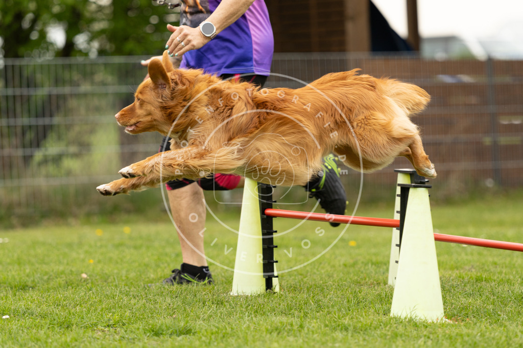 Pfotenfotografie_DV3A9125 | Hundefotografie, Tierfotograf, Pfotenfotografie, Fotoshooting Hund, Hunde Portrait, Hundesport, Hundeportraits, Heideshooting, Hunde, Sportfotograf, Hundefotograf, Turnierhundsport, THS,  - Realisiert mit Pictrs.com