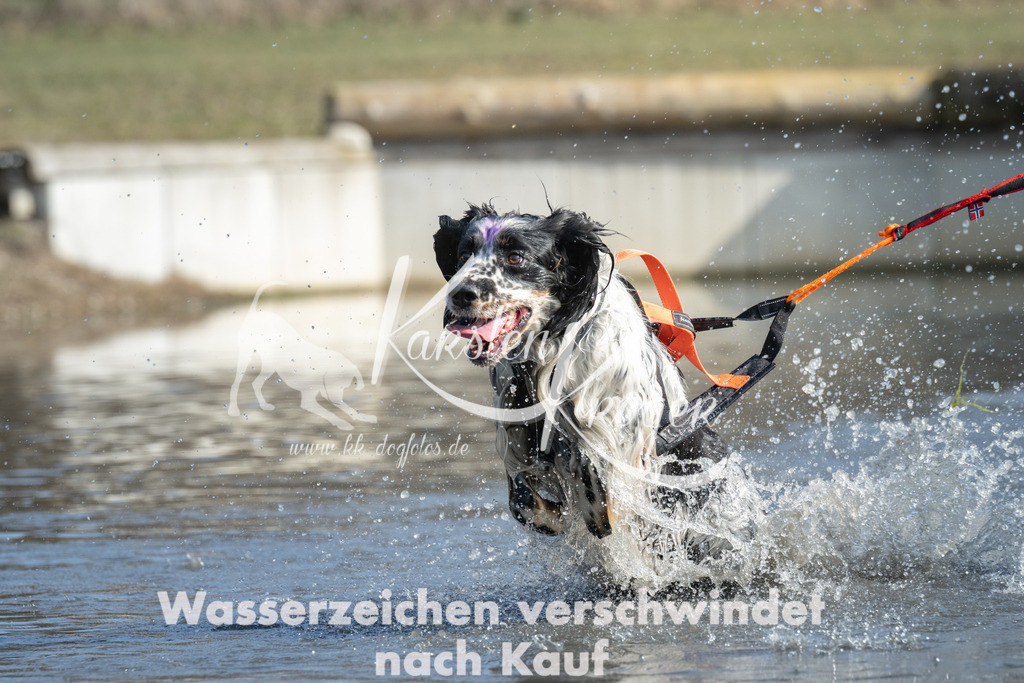 1342_ZZ98001 | kk-dogfotos