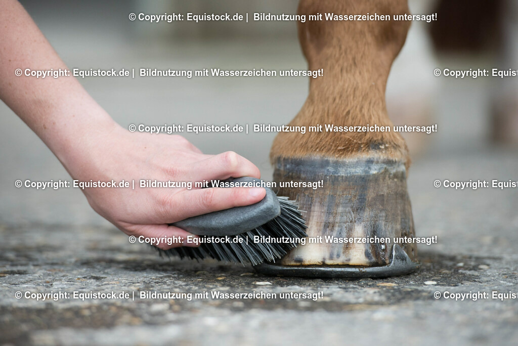 20160626_Hufe_Waschen_0006 | Foto: Thomas Hartig