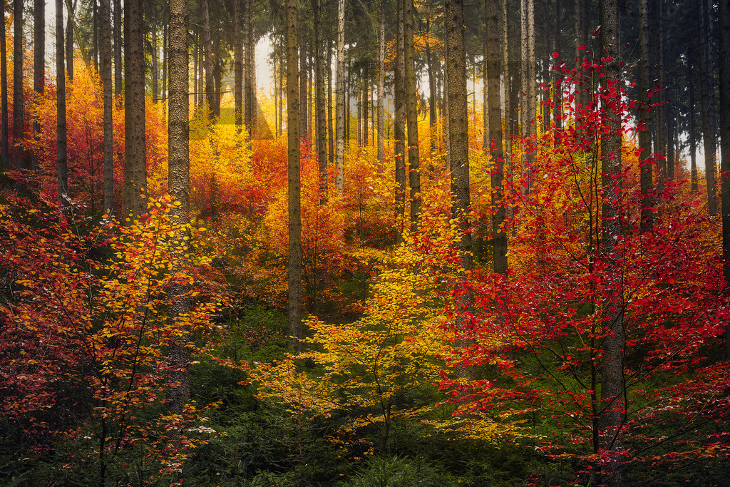 Ein Hans Fineart Original | Entdecke die Kunst von Hans Fineart - Fotografien für dein Zuhause. Verwandle deine Wände mit einzigartigen Kunstwerken und bringe die Schönheit der Welt in dein Leben. Bestelle jetzt und schaffe einen Ort der Inspiration und Eleganz.