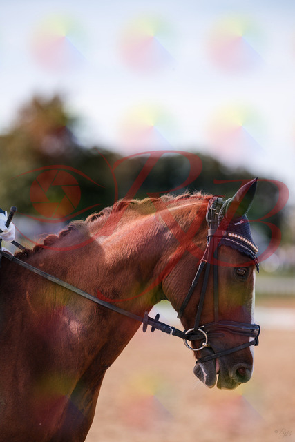 2026_10_03_Siefer-Hof_133130_Z81_85800721 | Professionelle Reitsport-, Turnier- und Eventfotografie von Robert Broda. Galerien mit ausgewählten und bearbeiteten Bildern direkt online ansehen und bestellen.