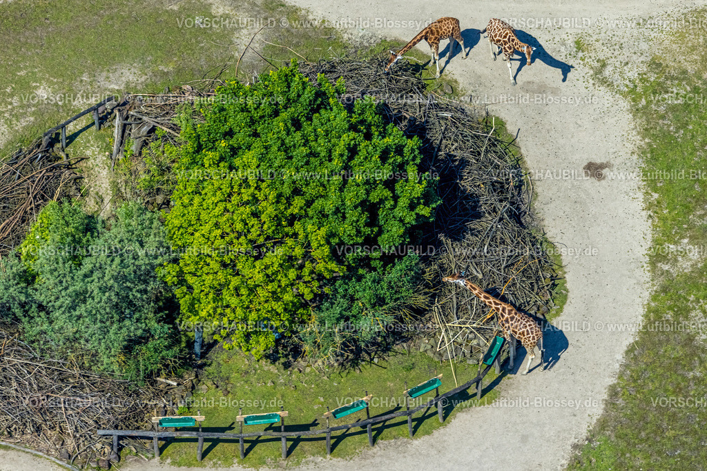 Gelsenkirchen230511260 | Luftbild, ZOOM Erlebniswelt Zoo, Giraffen, Bismarck, Gelsenkirchen, Ruhrgebiet, Nordrhein-Westfalen, Deutschland