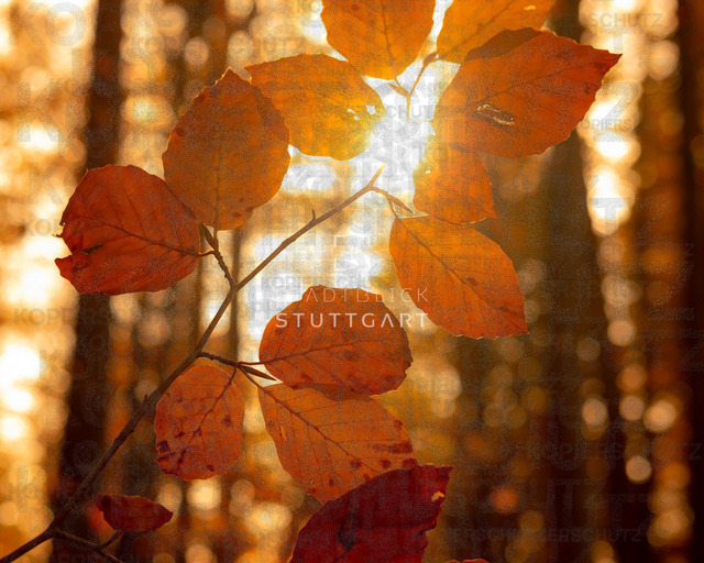 _DSF9889 | "Entdecken Sie atemberaubende Bilder von Stuttgart im Fotowerk Stuttgart! Kaufen Sie hochwertige Fotos auf Leinwand oder laden Sie digitale Downloads für Ihre Wohnung oder Büros herunter.  - Realisiert mit Pictrs.com