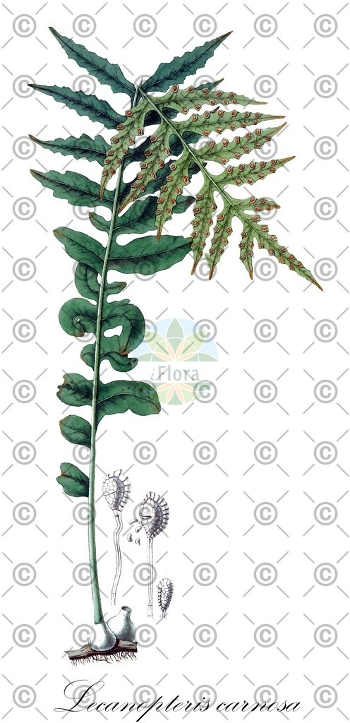 HistAbb_wfo-0001230610_1_ENZY_Simple | Historische Abbildung von Lecanopteris carnosa - Polypodiaceae | Historical Illustration of Lecanopteris carnosa - Polypodiaceae