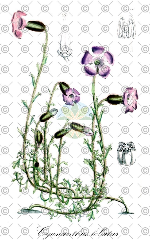 HistAbb_wfo-0000830917_1_ENZY_Simple | Historische Abbildung von Cyananthus lobatus - Campanulaceae | Historical Illustration of Cyananthus lobatus - Campanulaceae