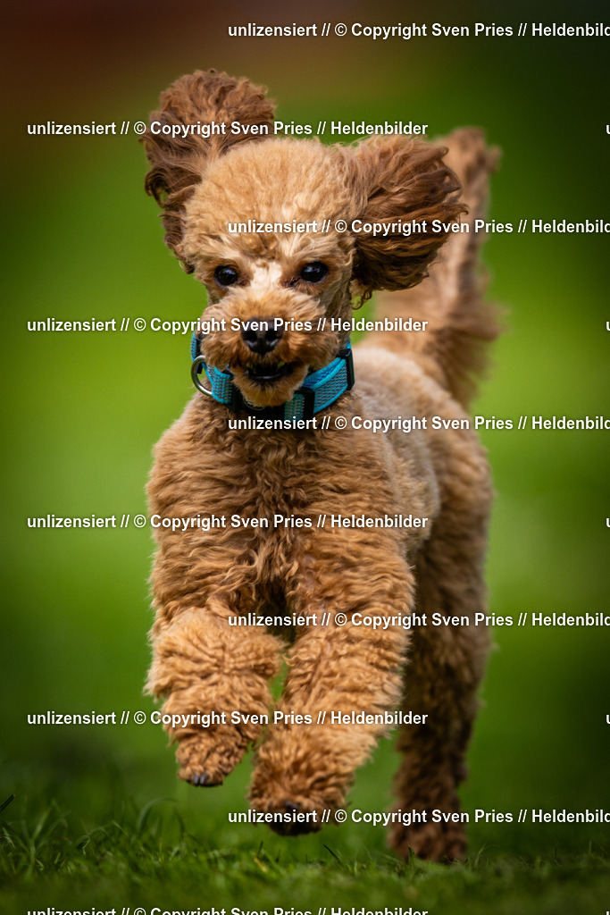 Sven Pries | 2025-04-13 - Hunderennen Baden-Baden - Realisiert mit Pictrs.com