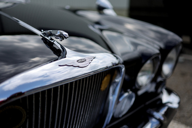 Calag_Oldtimer2025-49 | Ich fotografiere Hundeausstellungen, Sportanlässe, Zuchtstätten, Hundezucht, Hundeportrait, Lagotto - Realisiert mit Pictrs.com