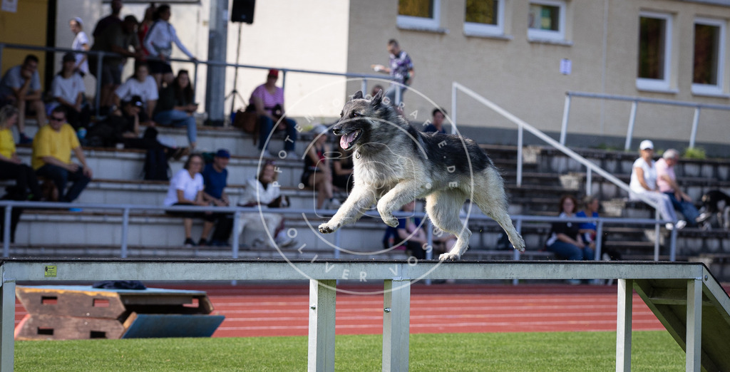 Pfotenfotografie_DV3A9583 | Hundefotografie, Tierfotograf, Pfotenfotografie, Fotoshooting Hund, Hunde Portrait, Hundesport, Hundeportraits, Heideshooting, Hunde, Sportfotograf, Hundefotograf, Turnierhundsport, THS,  - Realisiert mit Pictrs.com