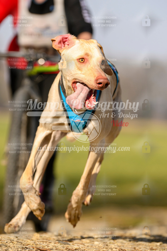 MompixPhotography_6ReiatRennen2026_SA_HappyDog-133 | PayLife