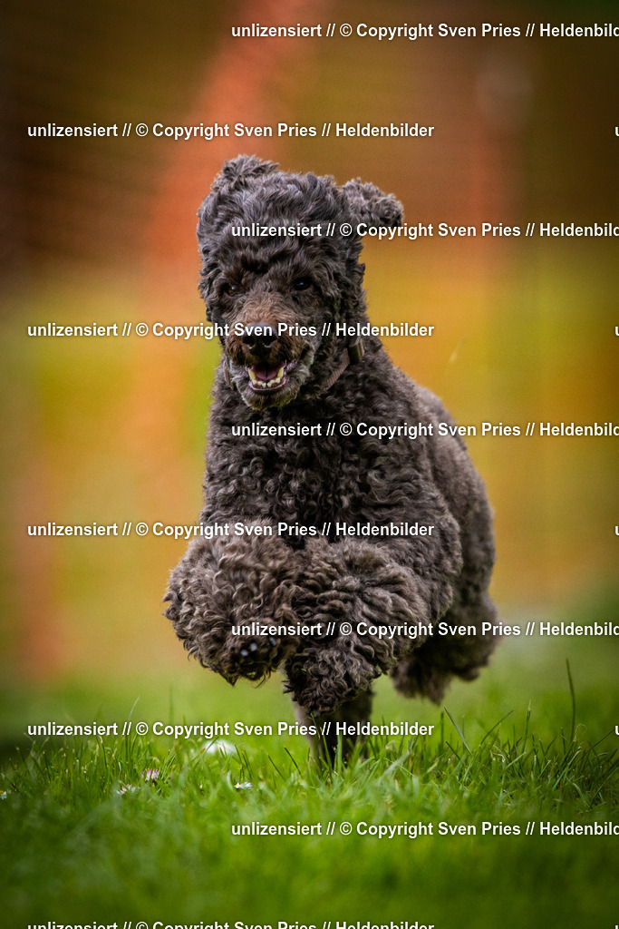 Sven Pries | 2025-04-13 - Hunderennen Baden-Baden - Realisiert mit Pictrs.com