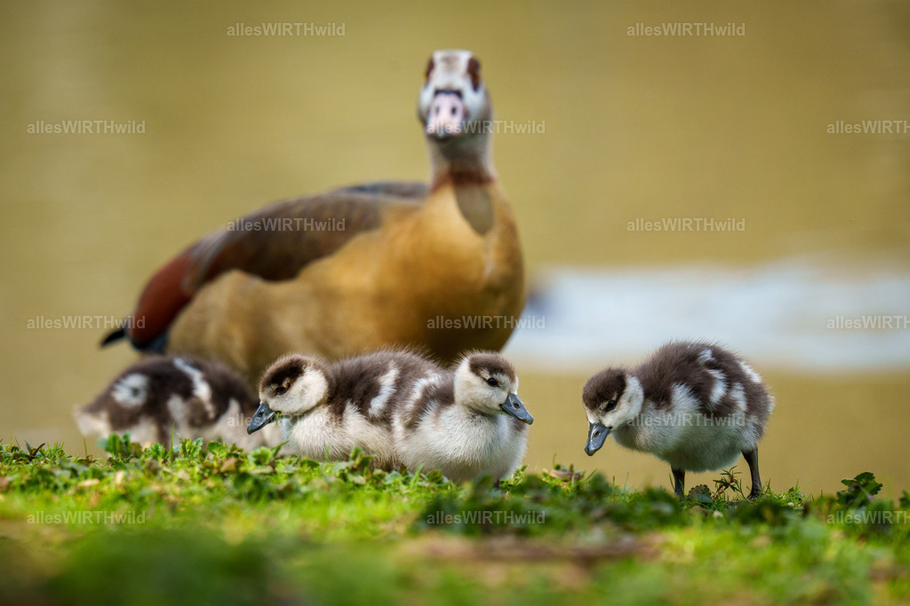 Daniel Wirth - www.allesWIRTHwild.de -7IV07481 | Entdecke die faszinierende Welt der Natur- und Wildlife-Fotografie von Daniel und Bärbel. Inspirierende Bilder von wilden Tieren und kleinen Naturwundern.