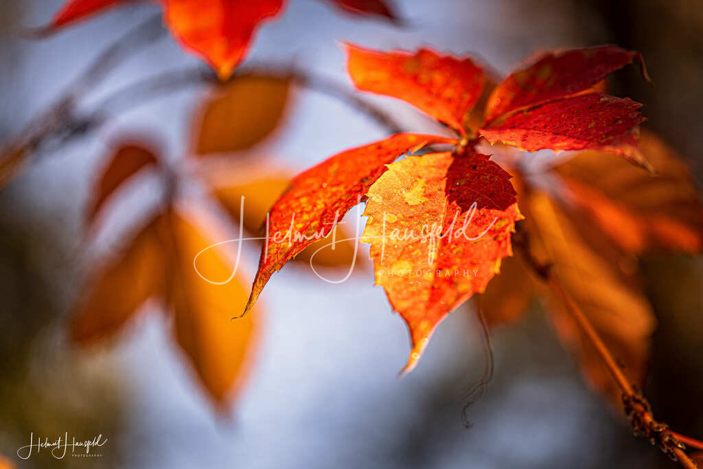 DSC03641 | Landschaftsfotografie, Naturfotografie - Realisiert mit Pictrs.com