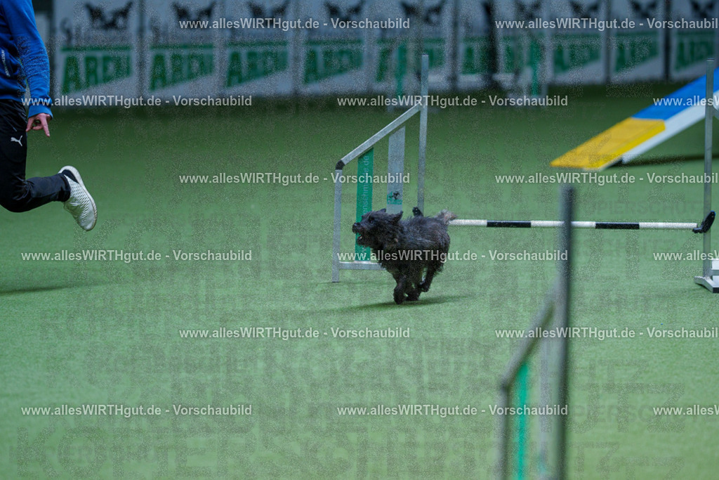 @allesWIRTHgut_Tierfotografie - www.allesWIRTHgut.de - 2604251304-7R503579 | Professionelle Tierfotografie in Mönchengladbach von Daniel Wirth (allesWIRTHgut). Liebevolle & natürliche Bilder von Hunden & Katzen für unvergessliche Erinnerungen.