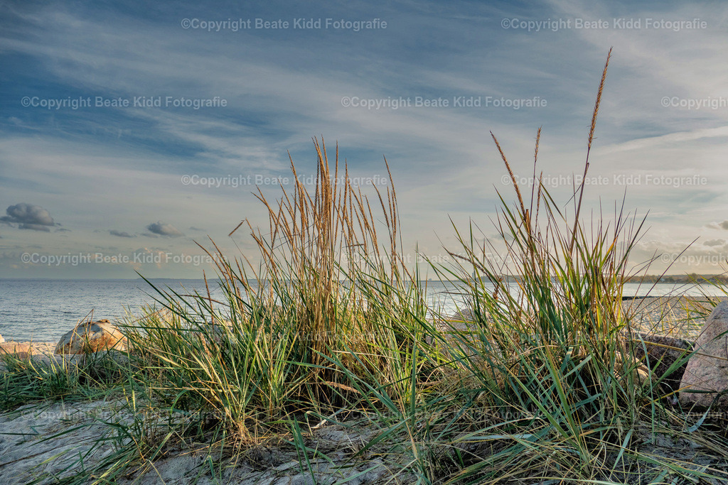 P1600210 | beatekidd-fotografie - Realisiert mit Pictrs.com