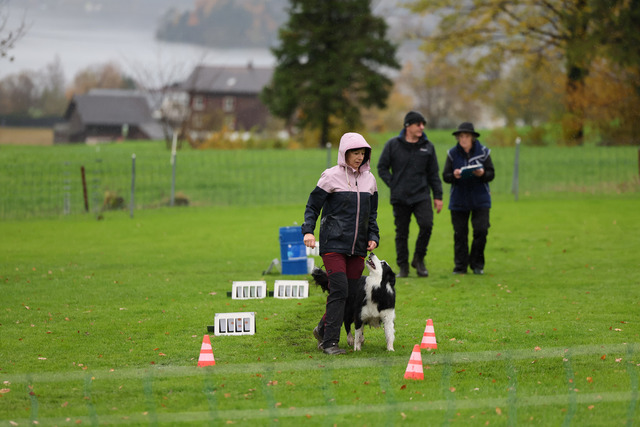 2025_Rally_Obedience_SM-47 | Ich fotografiere Hundeausstellungen, Sportanlässe, Zuchtstätten, Hundezucht, Hundeportrait, Lagotto - Realisiert mit Pictrs.com