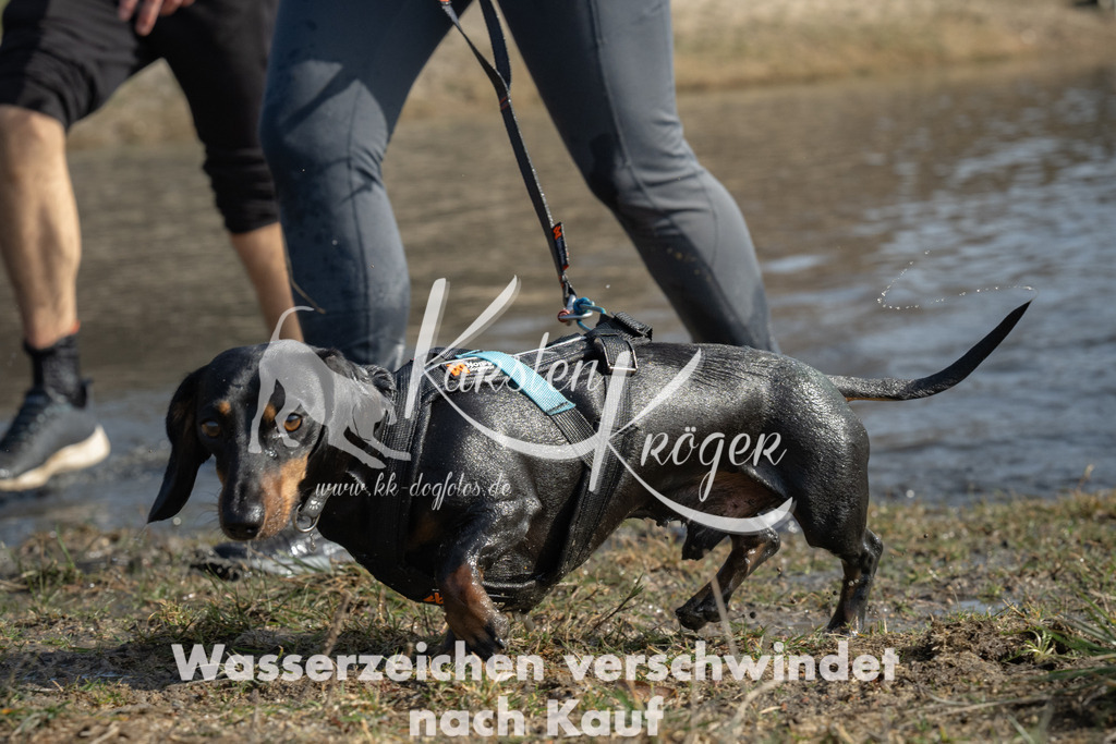 1258_ZZ93375 | kk-dogfotos