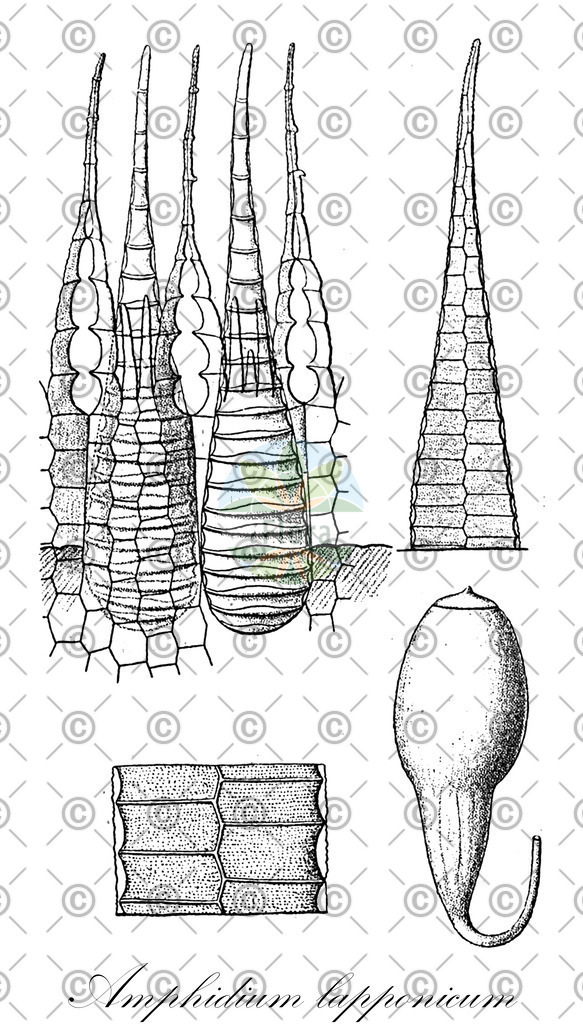 HistAbb_wfo-0001148351_2_ENZY_Simple | Historische Abbildung von Amphidium lapponicum - Amphidiaceae | Historical Illustration of Amphidium lapponicum - Amphidiaceae