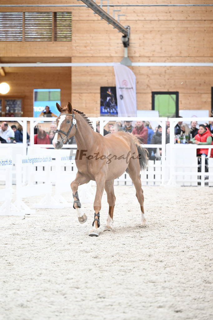 Kat-Nr. 6 Amir VT Z v. Aganix Du Seigneur_Neukirch_7240180 | hf-fotografie - Realisiert mit Pictrs.com