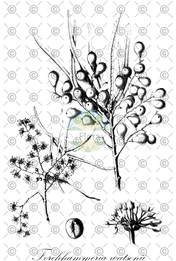 HistAbb_wfo-0000832113_1_ENZY_Simple | Historische Abbildung von Forchhammeria watsonii - Resedaceae | Historical Illustration of Forchhammeria watsonii - Resedaceae