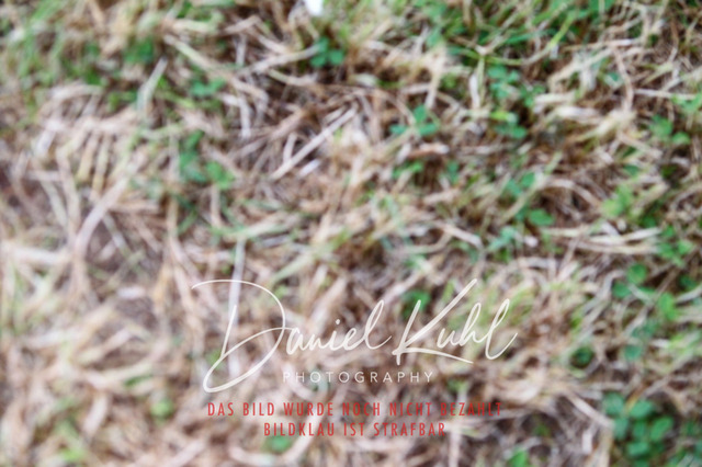 DKP47391 | Turniersportfotografie; Pferdefotografie; Dressurfotografie