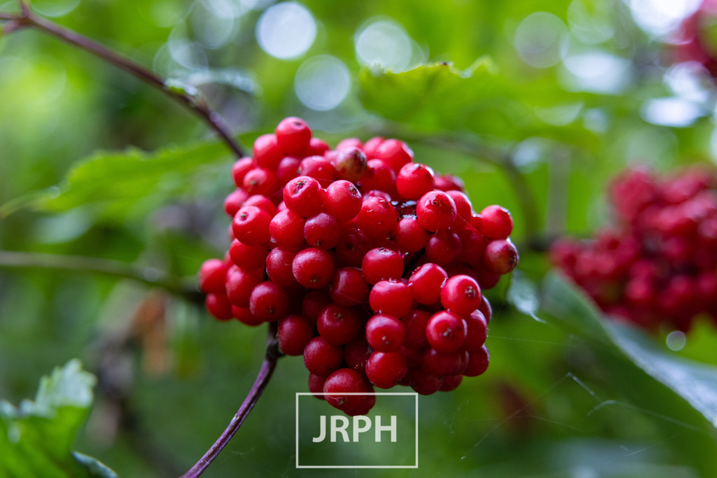 IMG_6444 | jrph - Realisiert mit Pictrs.com