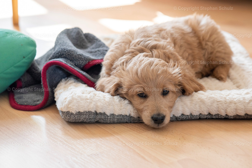 Goldendoodle Welpe | Ein Mini Goldendoodle, eine Mischung aus Golden Retriever und Zwergpudel, liegt auf einem Kissen. - Realisiert mit Pictrs.com